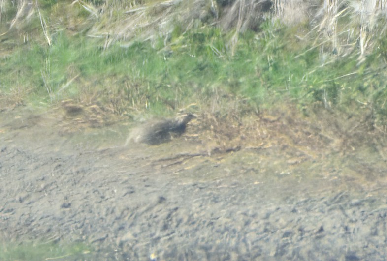 tanımsız Synoicus/Coturnix sp. - ML562558461