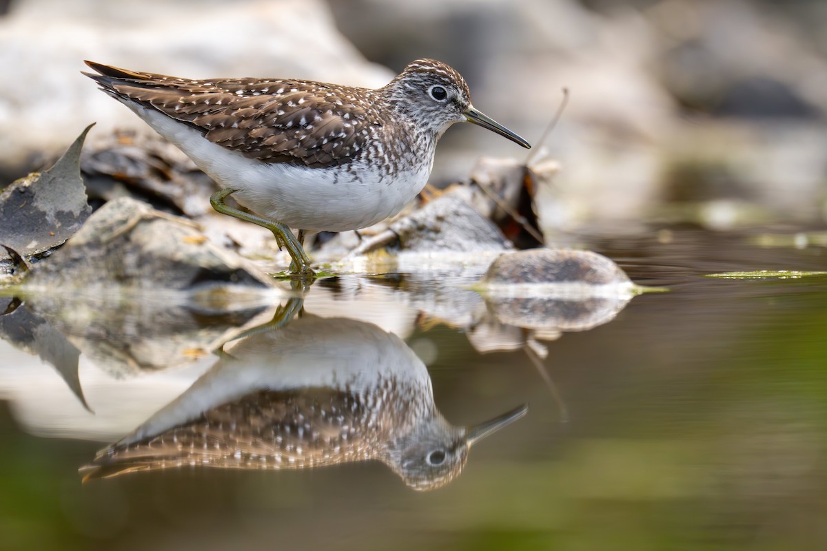 Solitary Sandpiper - ML562558671