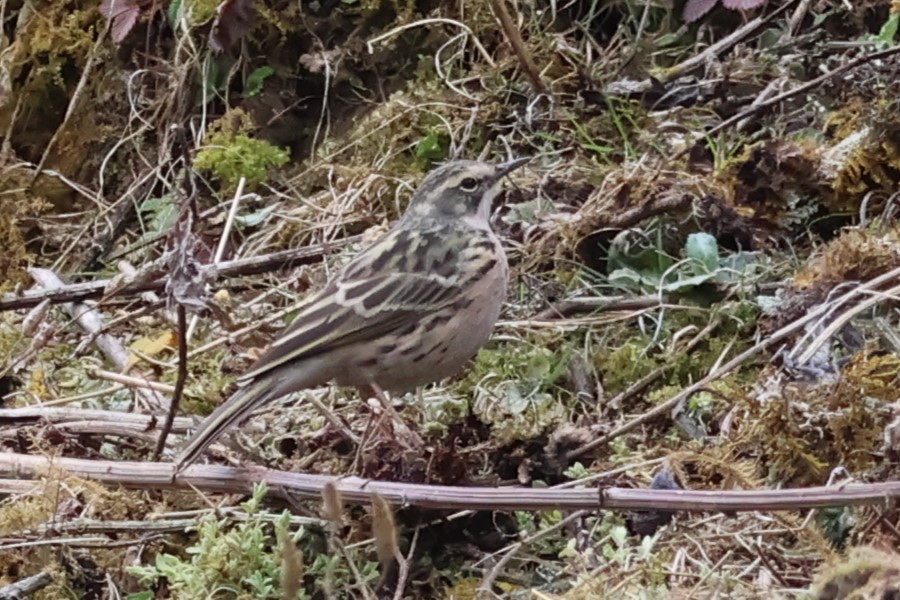 Rosy Pipit - 瑞珍 楊