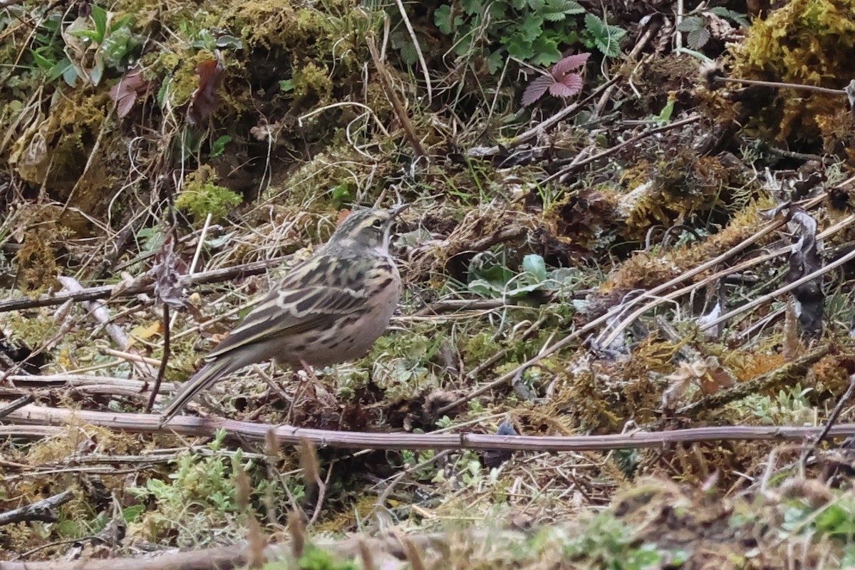 Rosy Pipit - ML562561231