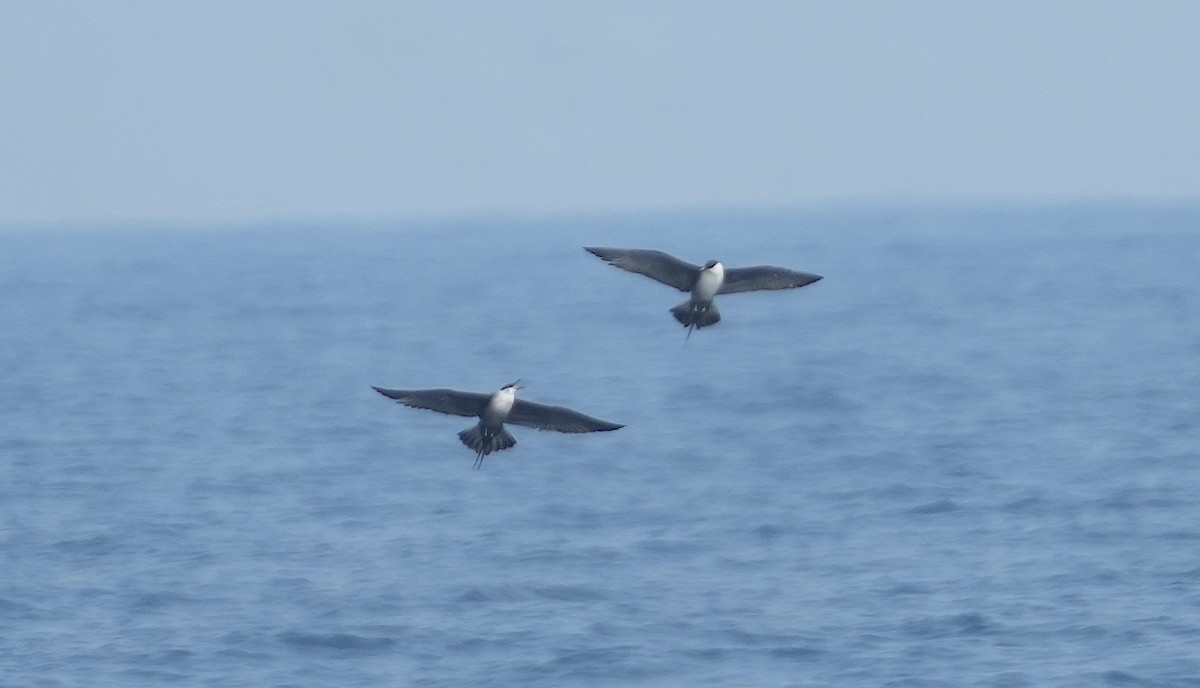 Long-tailed Jaeger - ML562561611