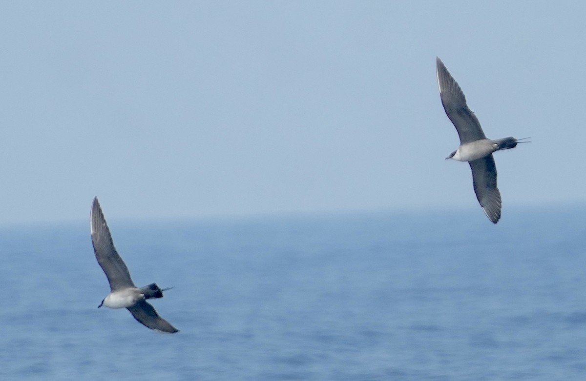 Long-tailed Jaeger - ML562561621