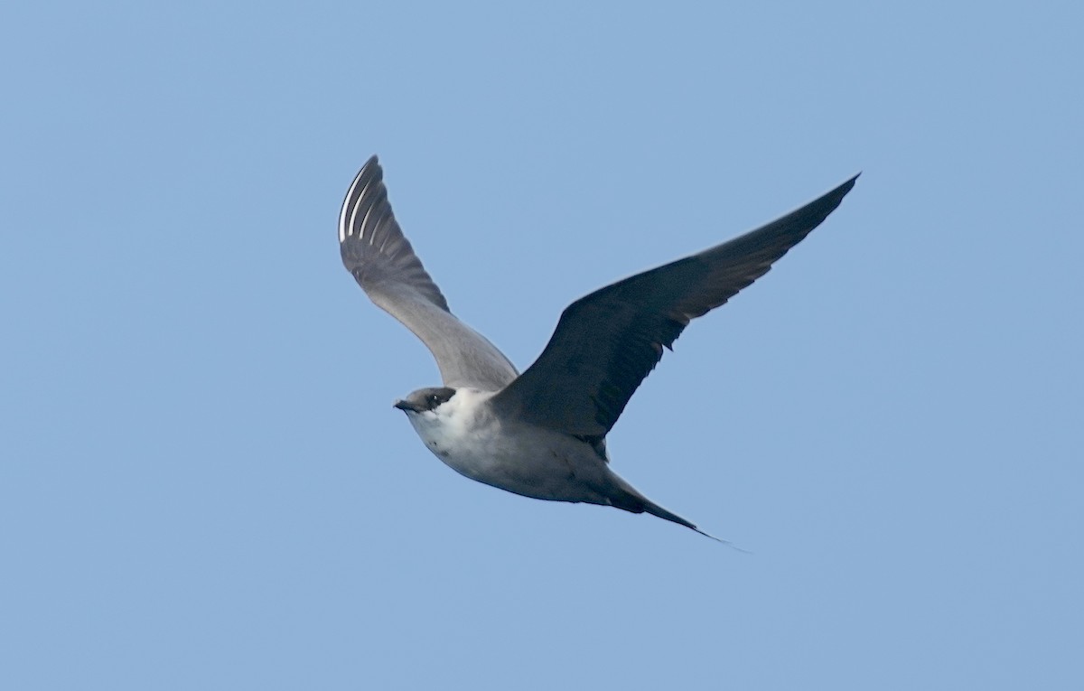 Long-tailed Jaeger - ML562561651