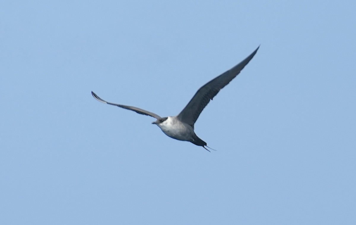 Long-tailed Jaeger - ML562561661