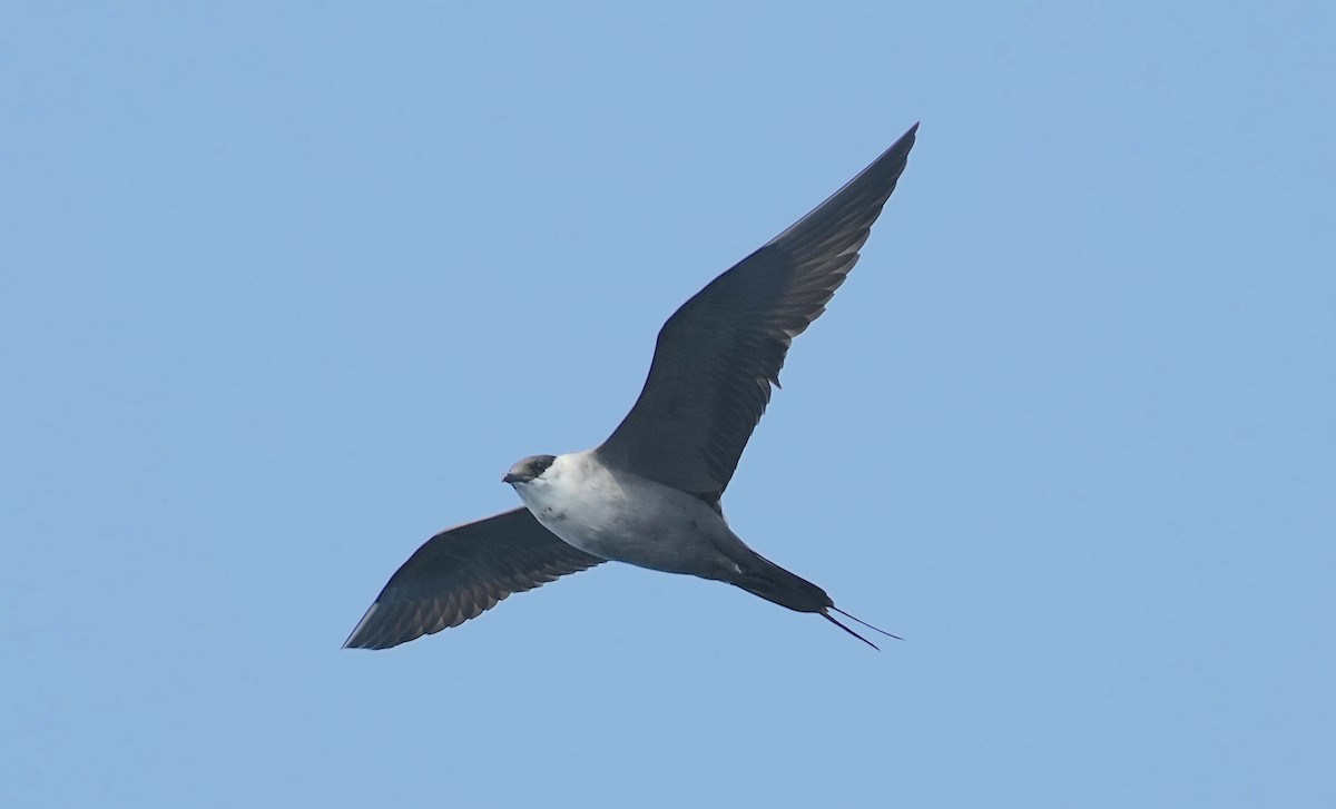 Long-tailed Jaeger - ML562561671