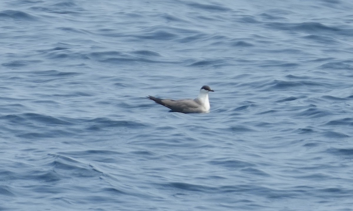 Long-tailed Jaeger - ML562561731