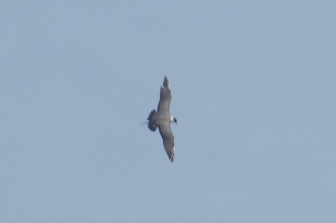 Long-tailed Jaeger - ML562561741