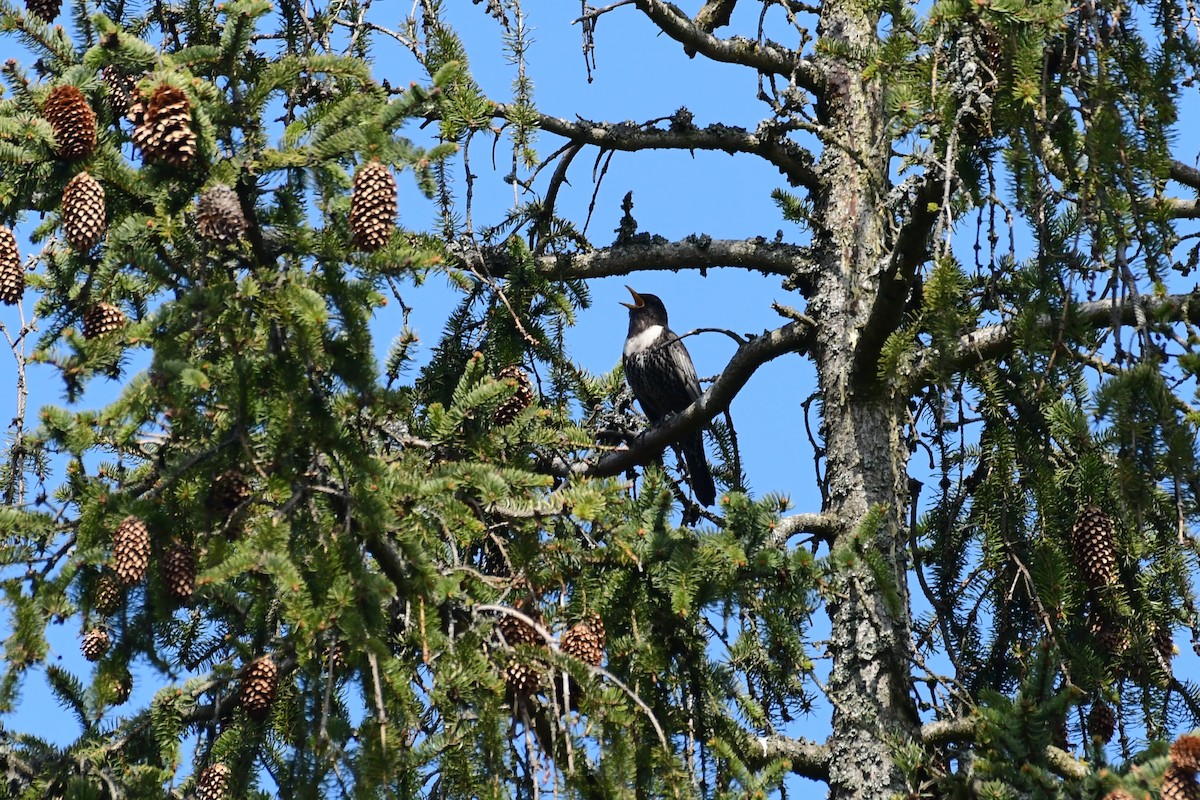 Ring Ouzel - ML562561961
