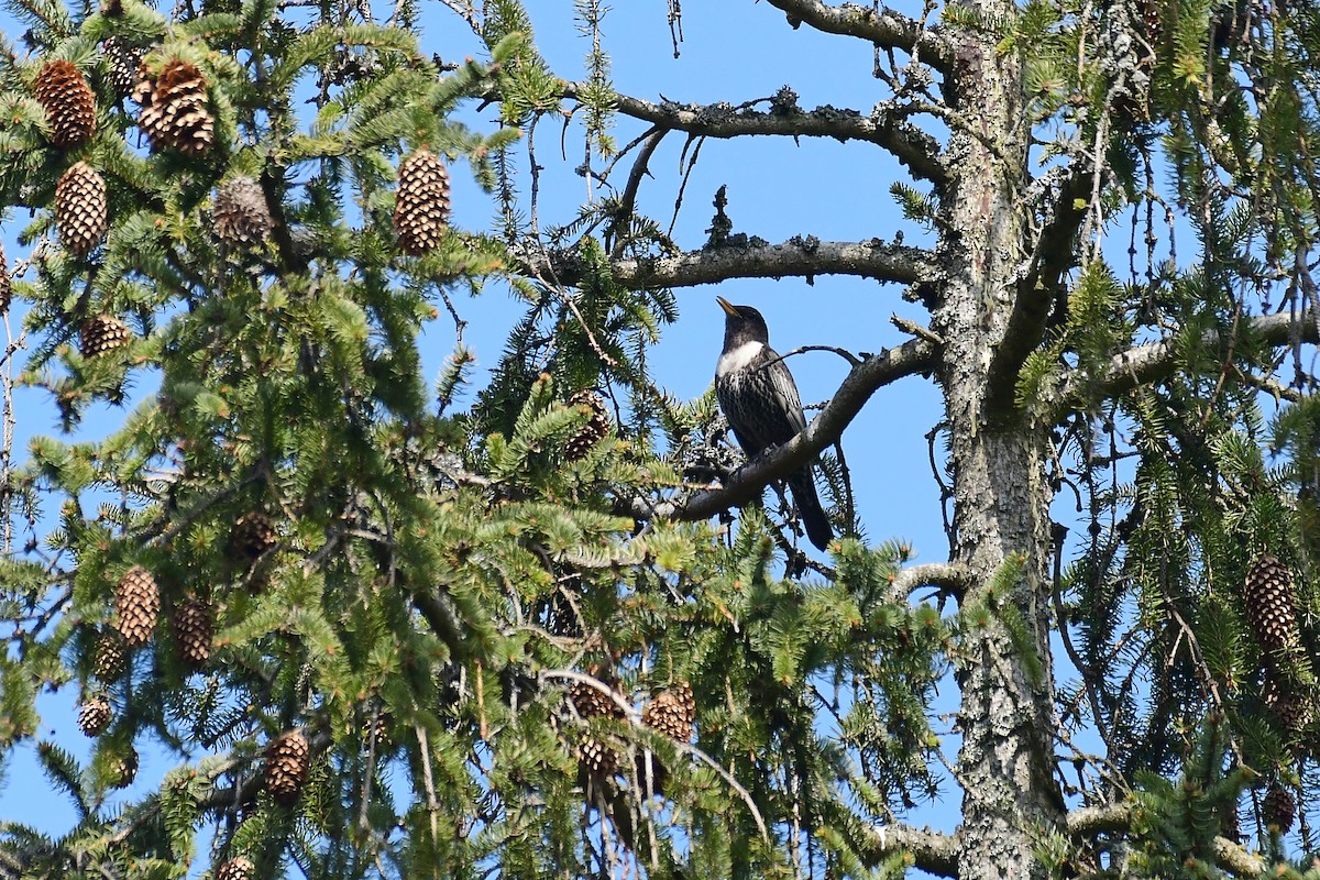 Ring Ouzel - ML562561971
