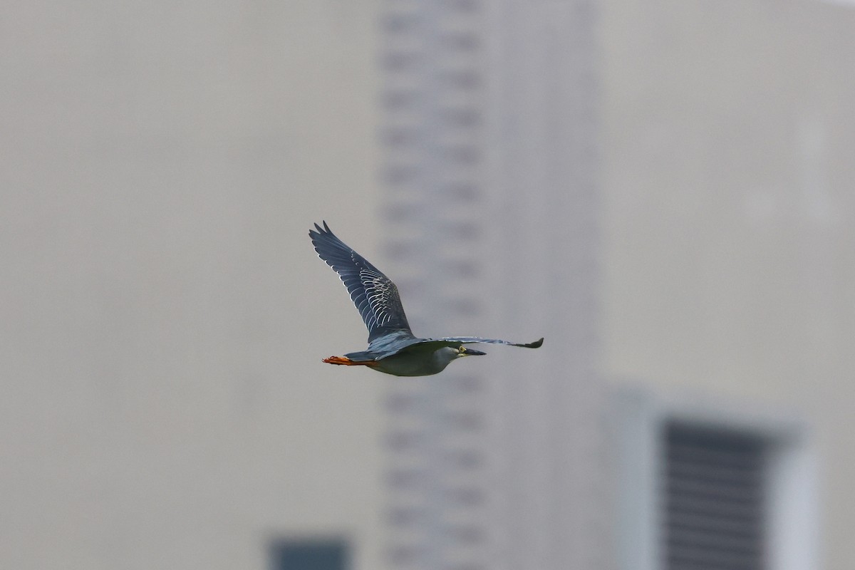 Little Heron - 志民 蘇