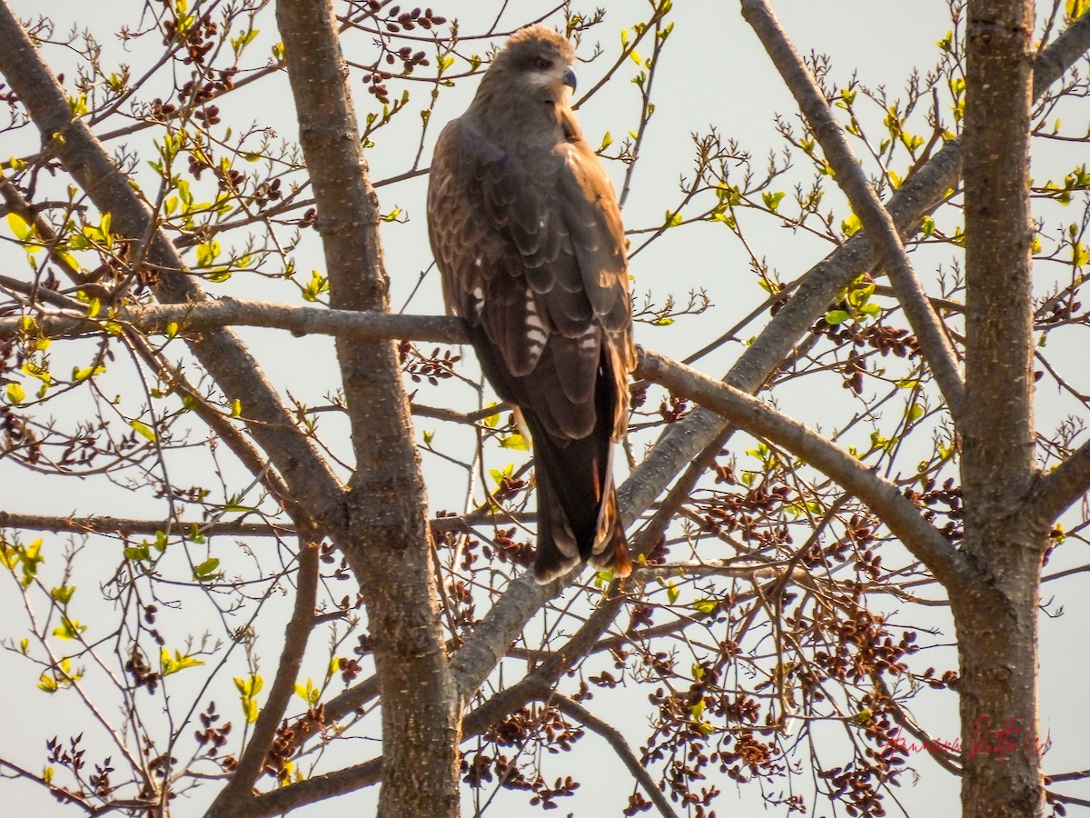 Steppe Eagle - ML562562971