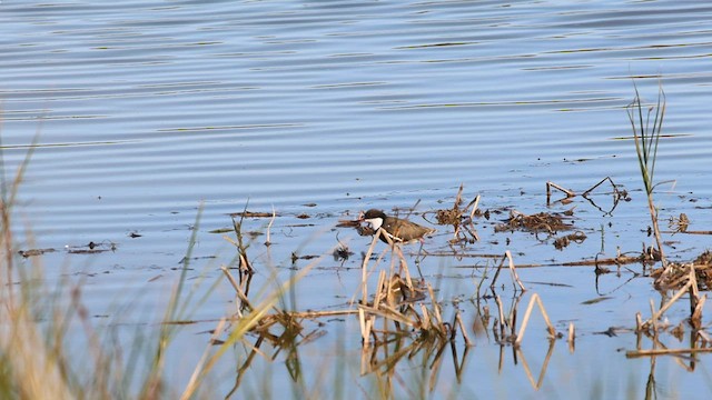 Red-kneed Dotterel - ML562563501