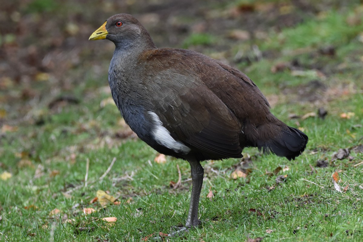 Tasmanian Nativehen - ML562564361