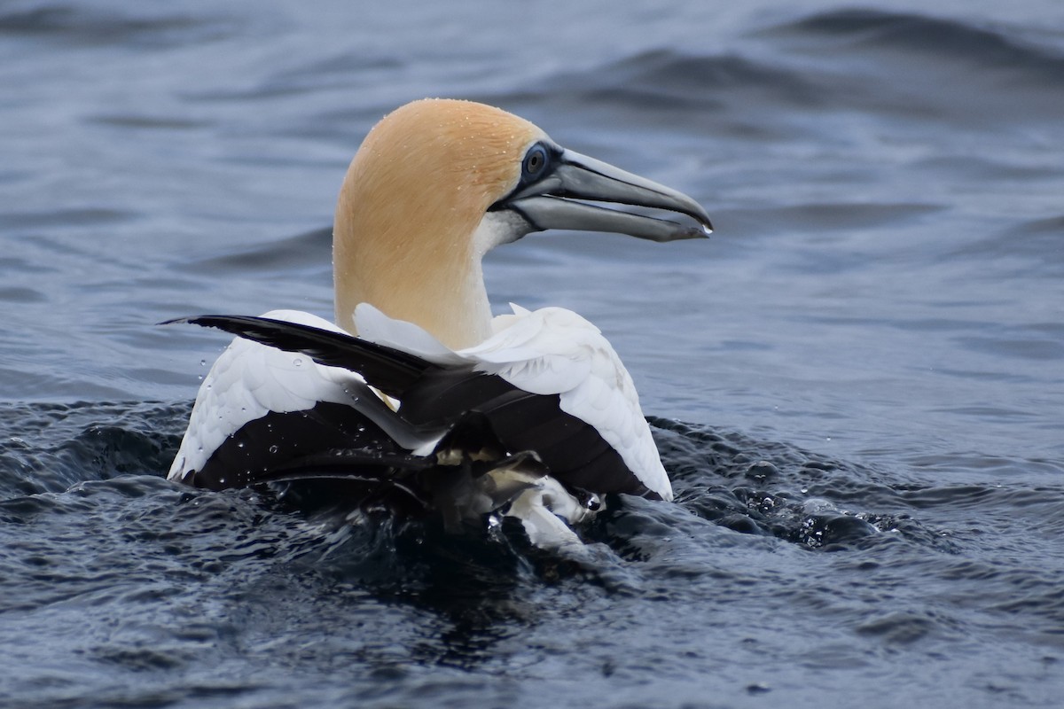 Australasian Gannet - ML562564611