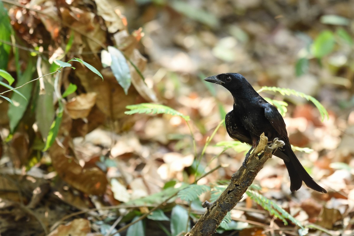 Crow-billed Drongo - Potchara Jankajonchai