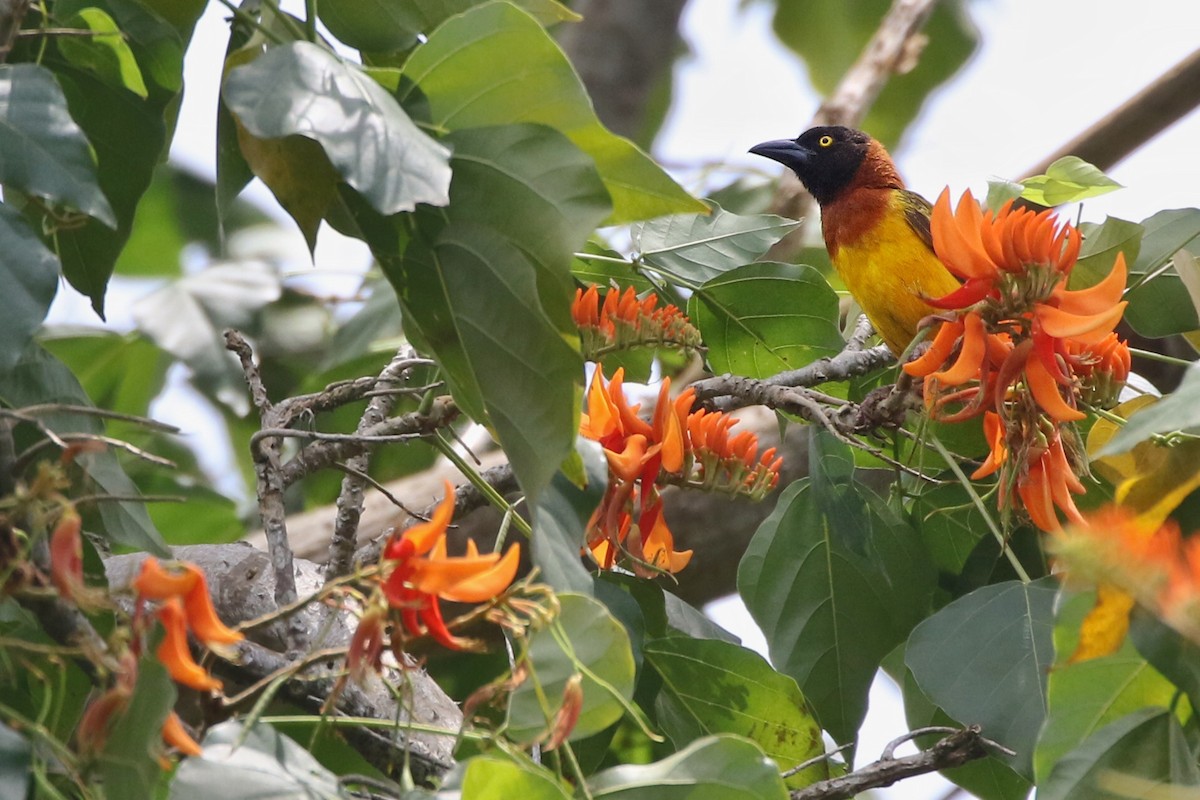 Giant Weaver - ML562565841