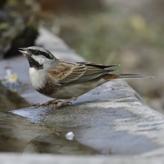 White-capped Bunting - Amitava Dutta