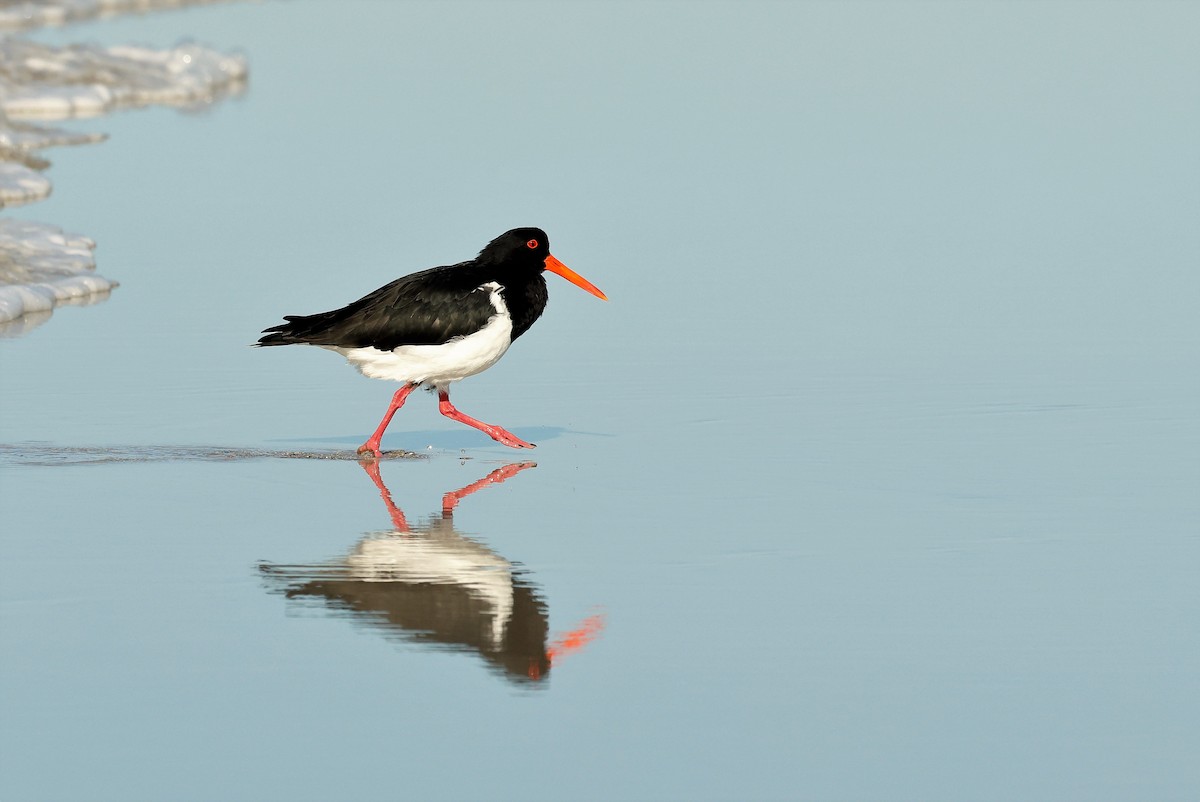 Pied Oystercatcher - ML562566171