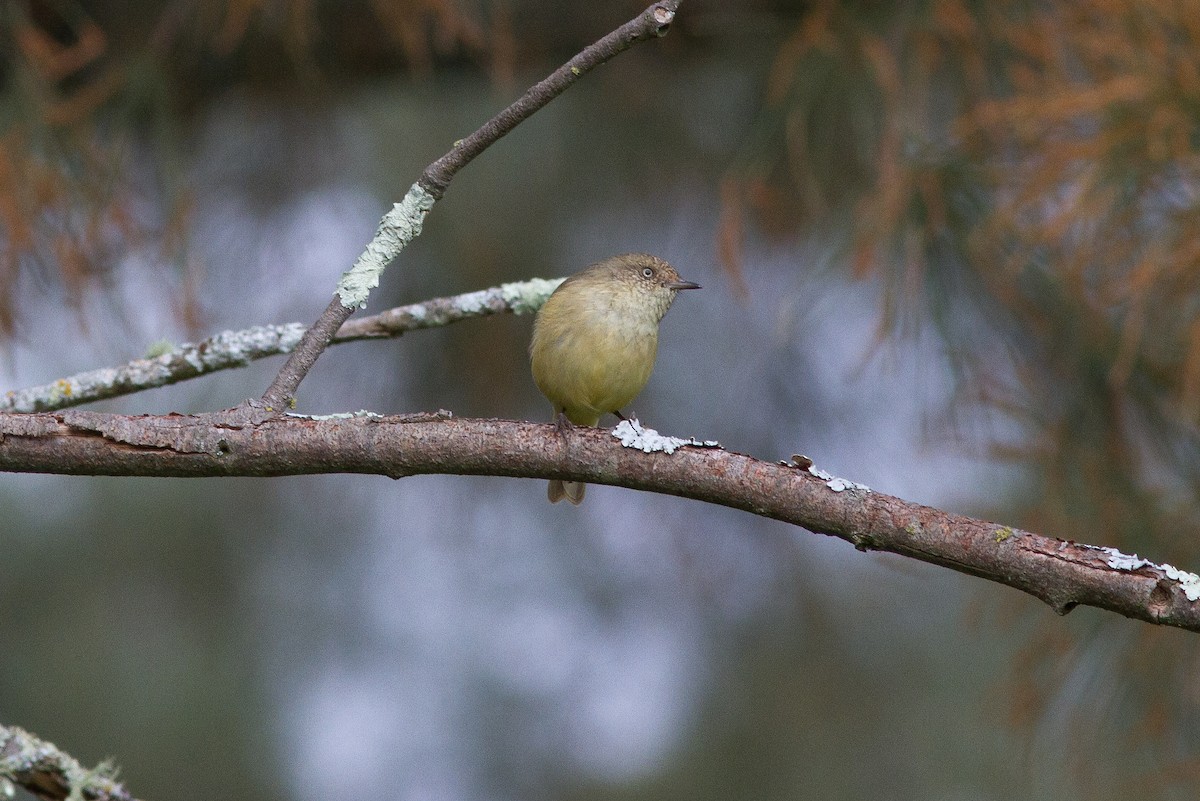 Buff-rumped Thornbill - ML562566561