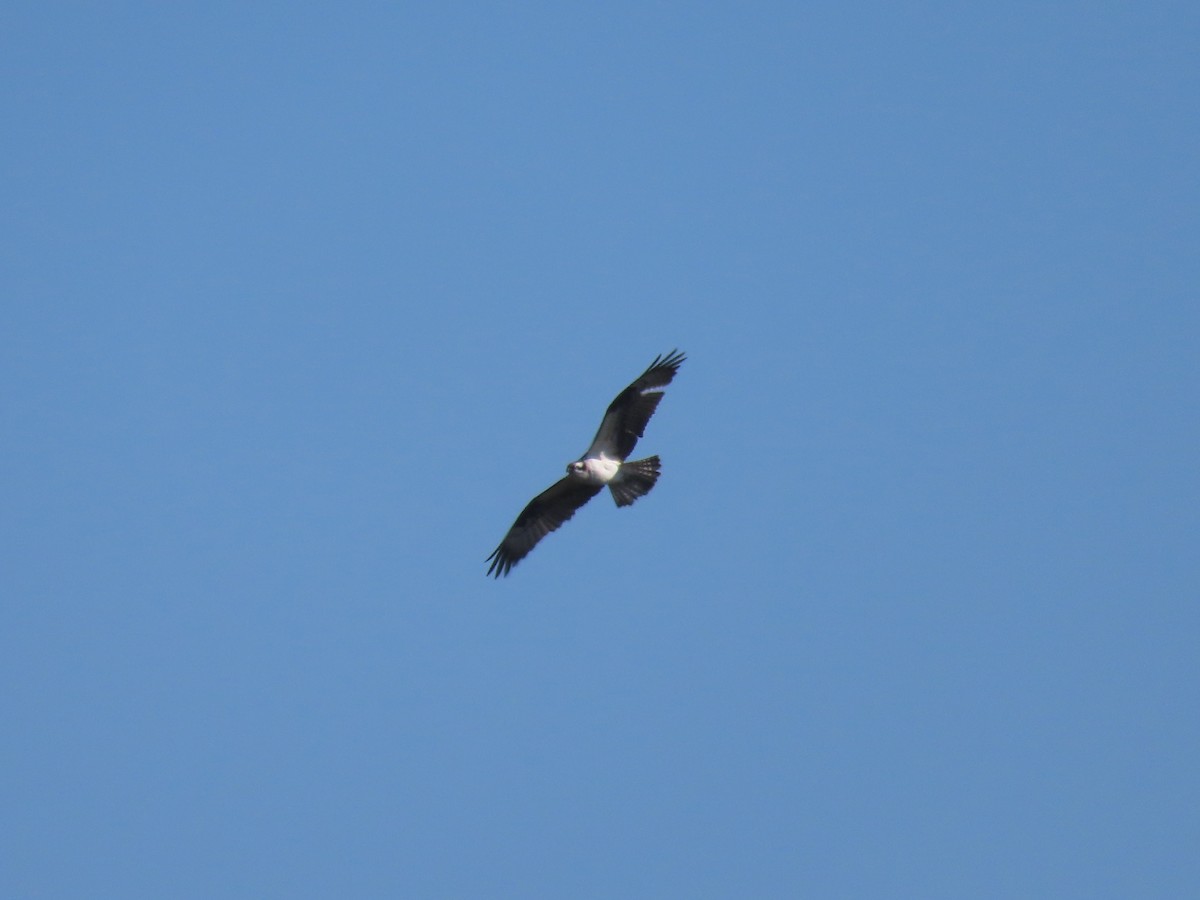 Osprey - ML562566981