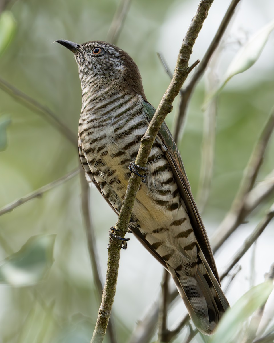 Shining Bronze-Cuckoo - ML562567731