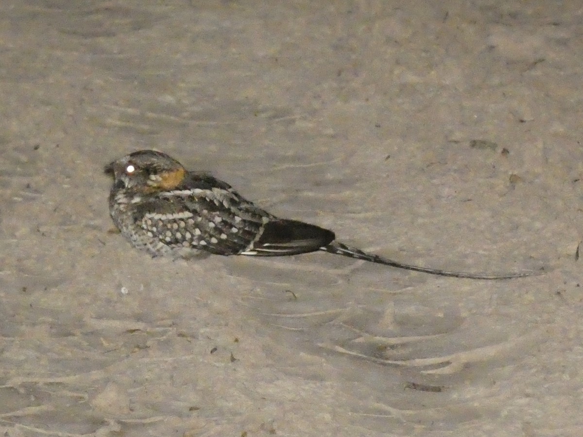 Scissor-tailed Nightjar - ML562567811