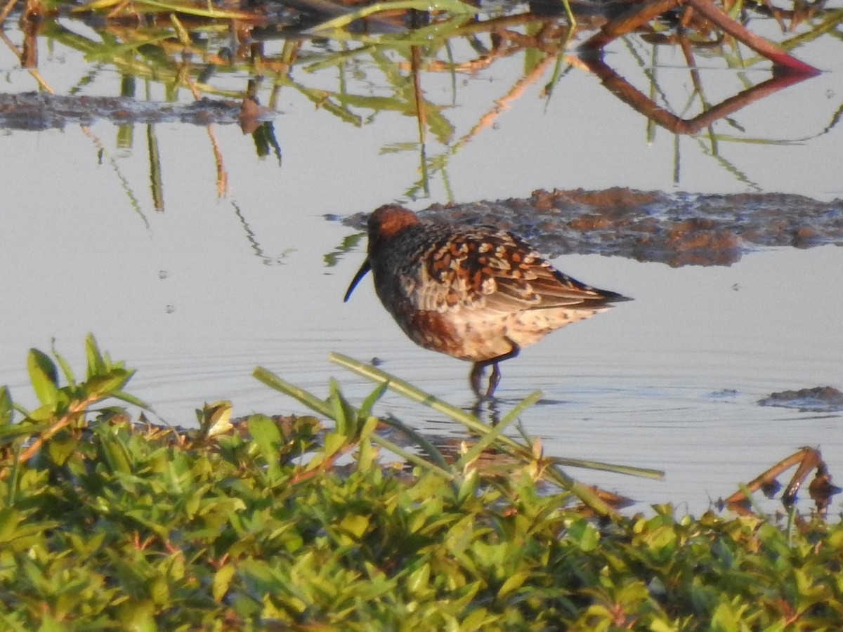 Curlew Sandpiper - ML562567871