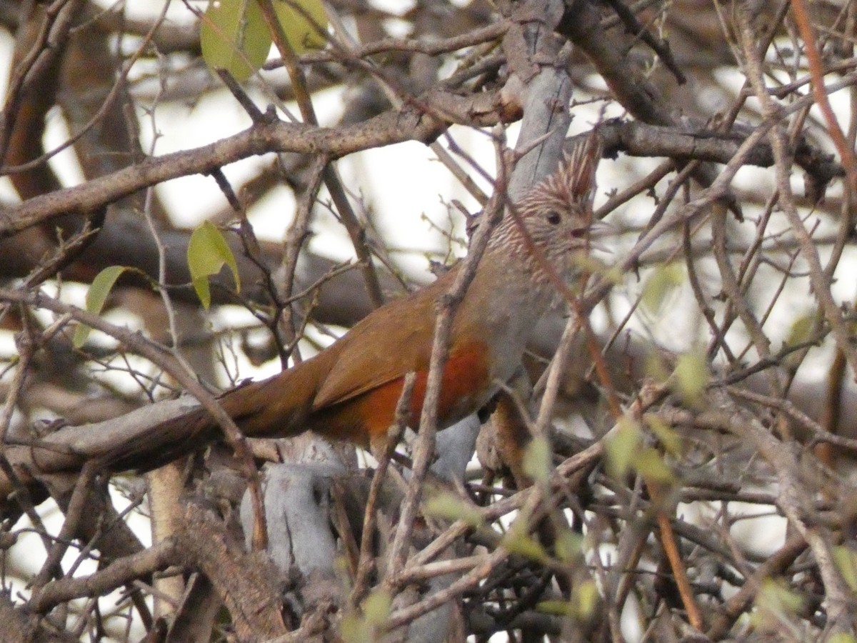 Crested Gallito - Ben Costamagna