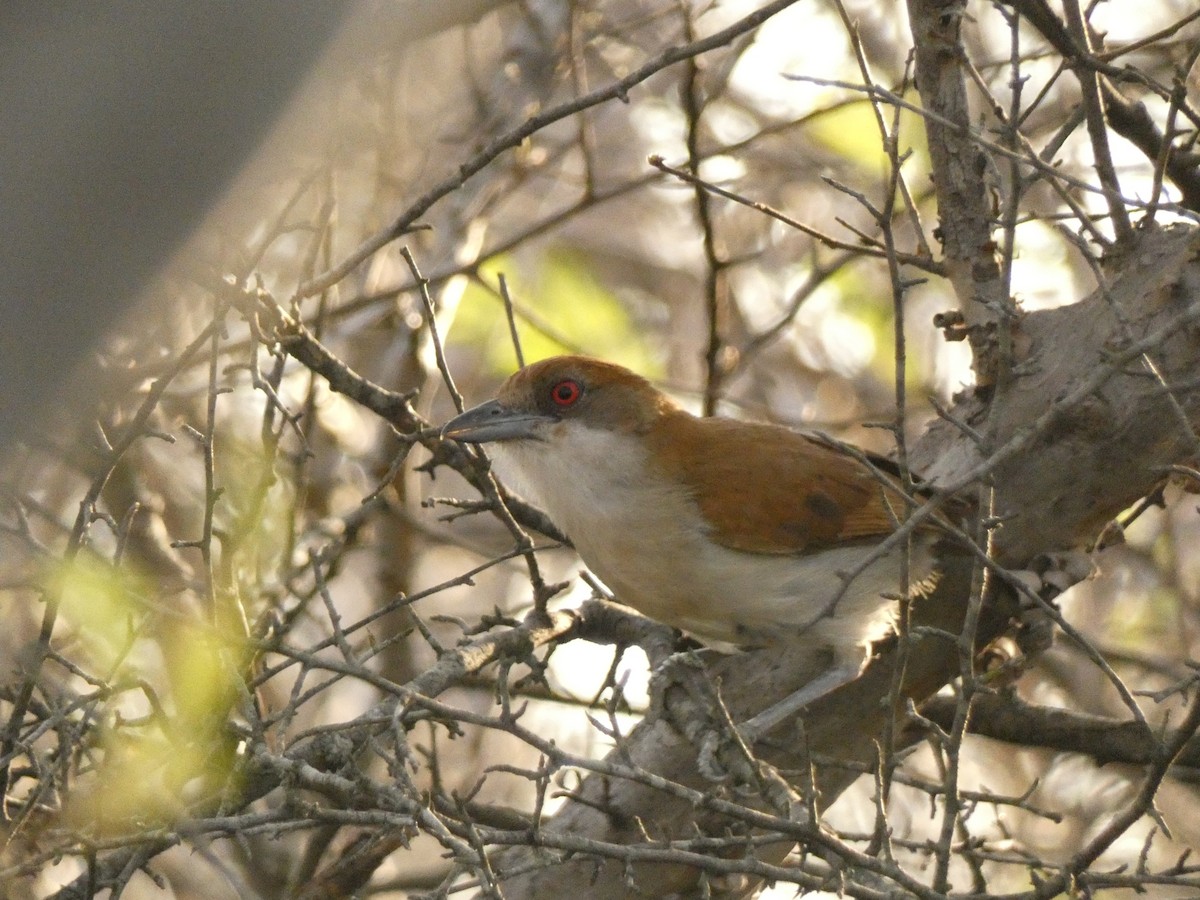 Great Antshrike - ML562568031