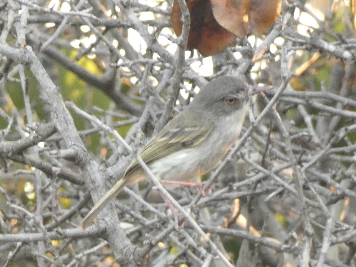 Pearly-vented Tody-Tyrant - Ben Costamagna