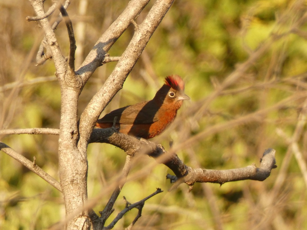 Red-crested Finch - ML562568061