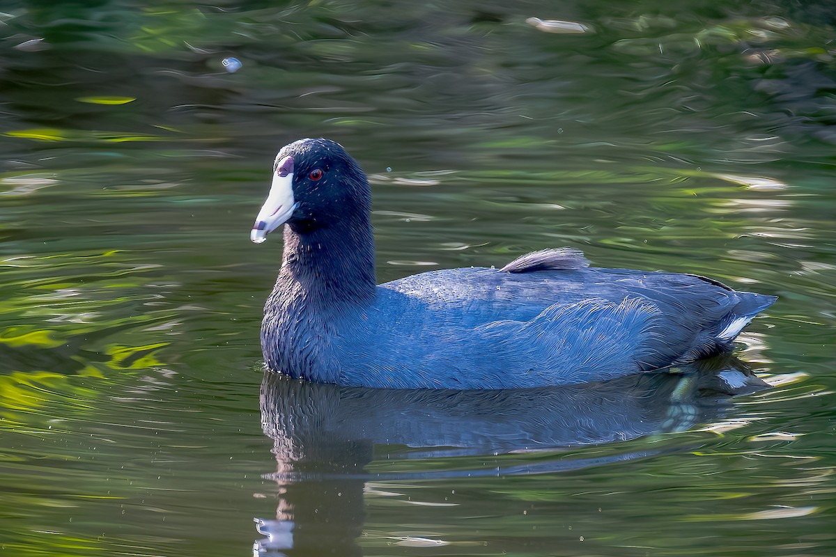 American Coot (Red-shielded) - ML562568391