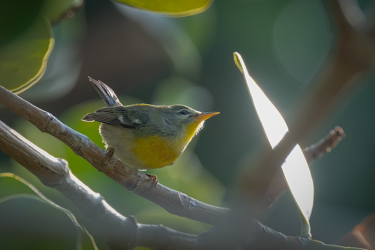 Northern Parula - ML562568421