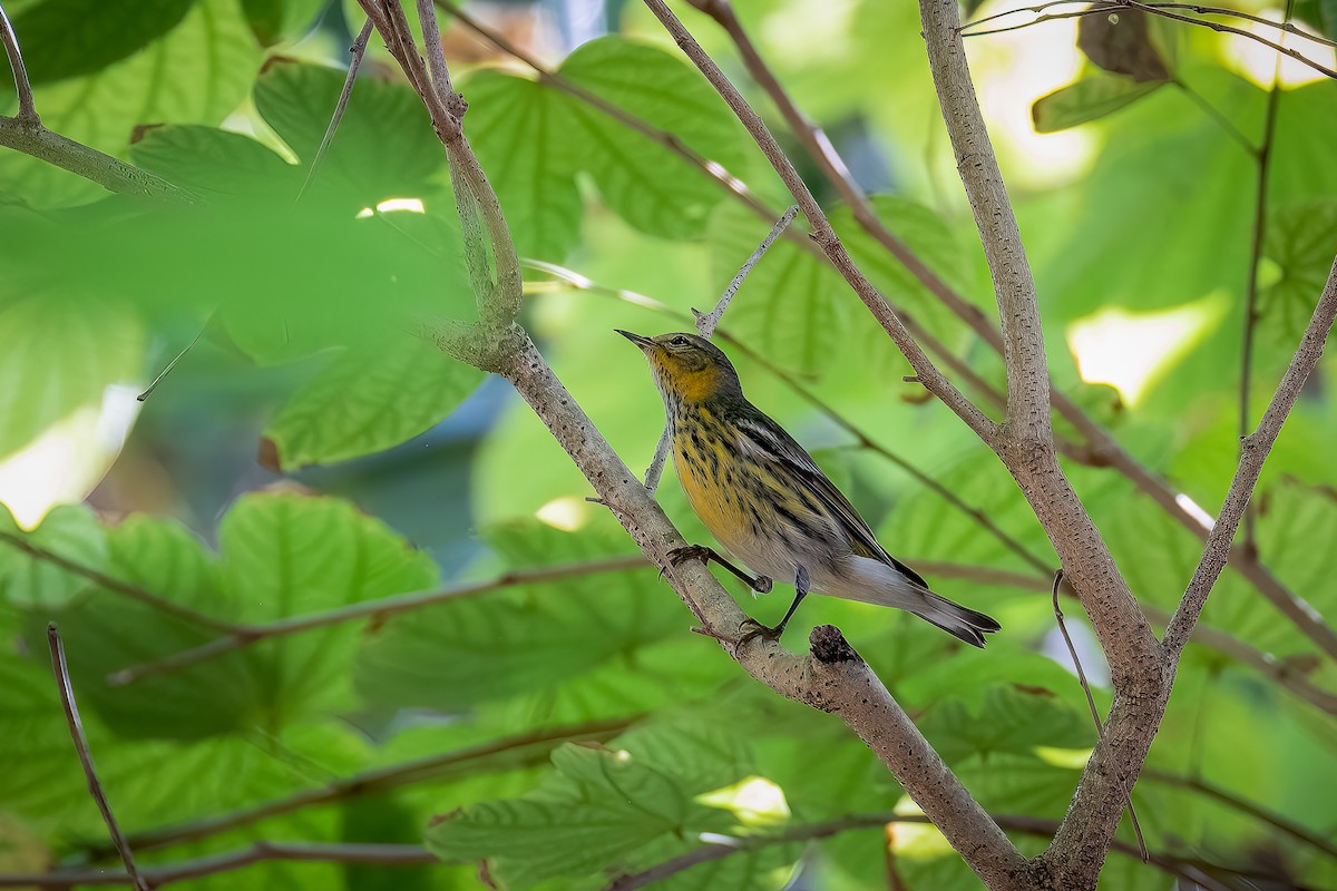 Cape May Warbler - ML562568431