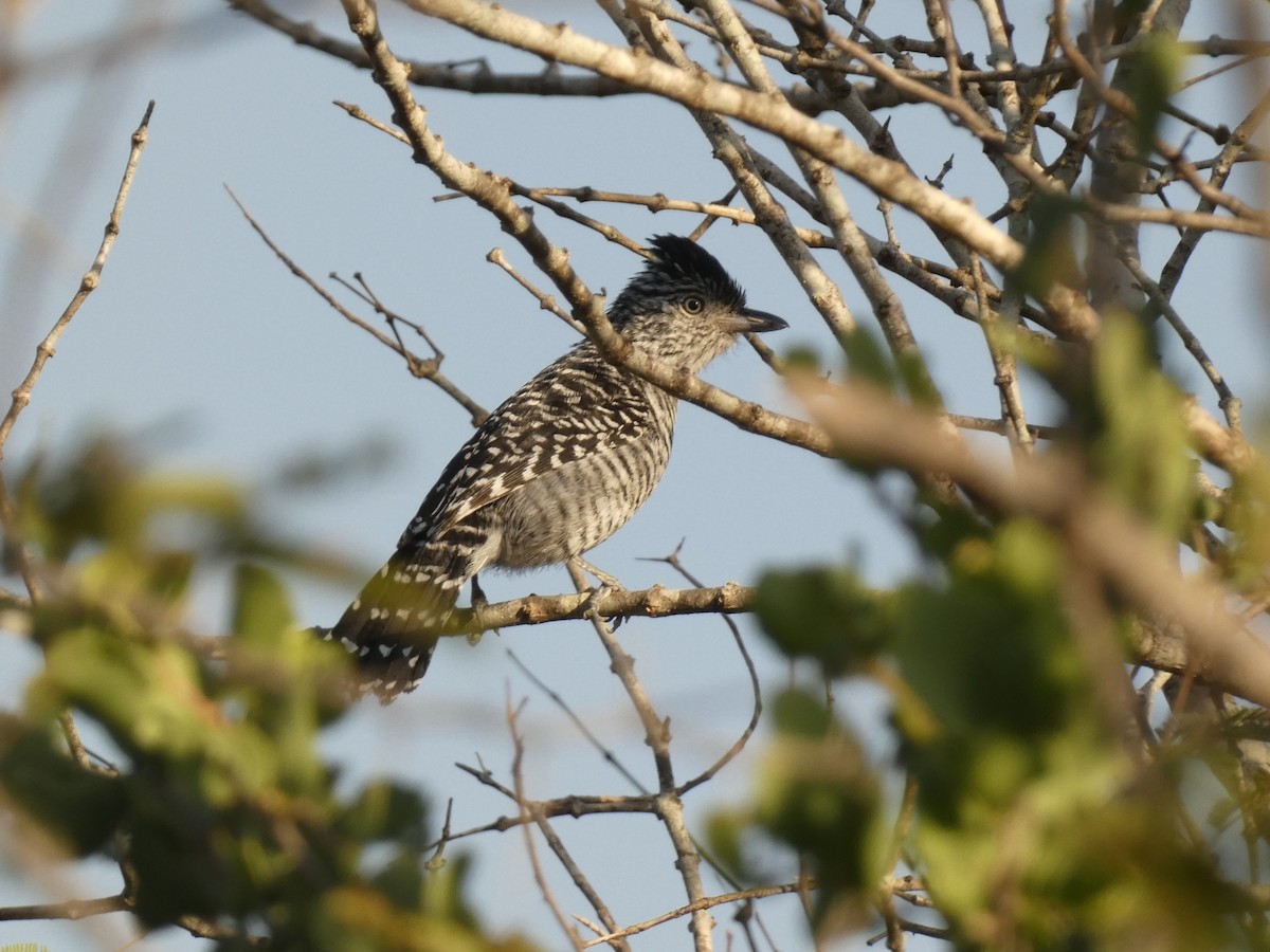 Barred Antshrike - ML562568971