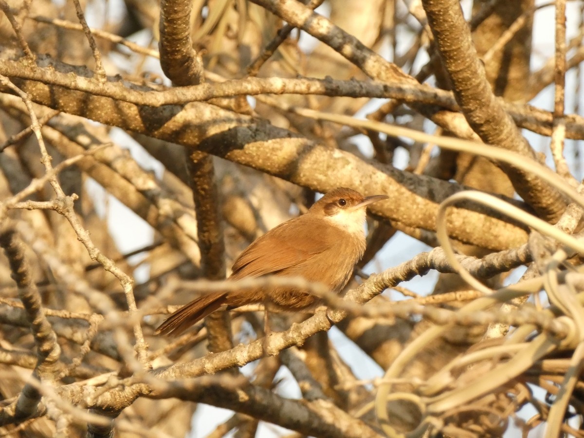 Chaco Earthcreeper - Ben Costamagna