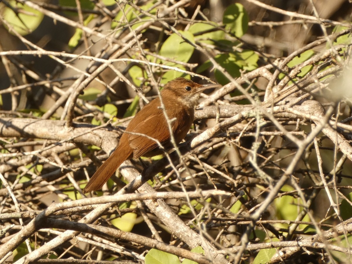 Chaco Earthcreeper - Ben Costamagna