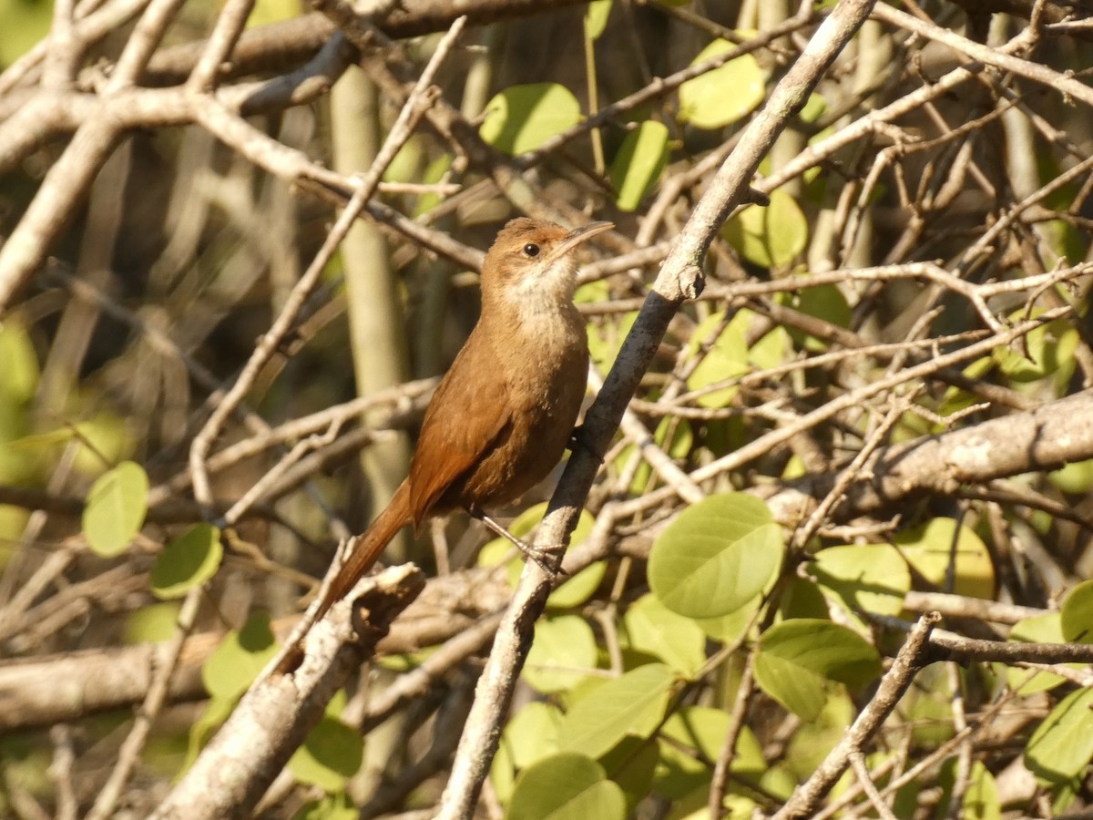 Chaco Earthcreeper - Ben Costamagna