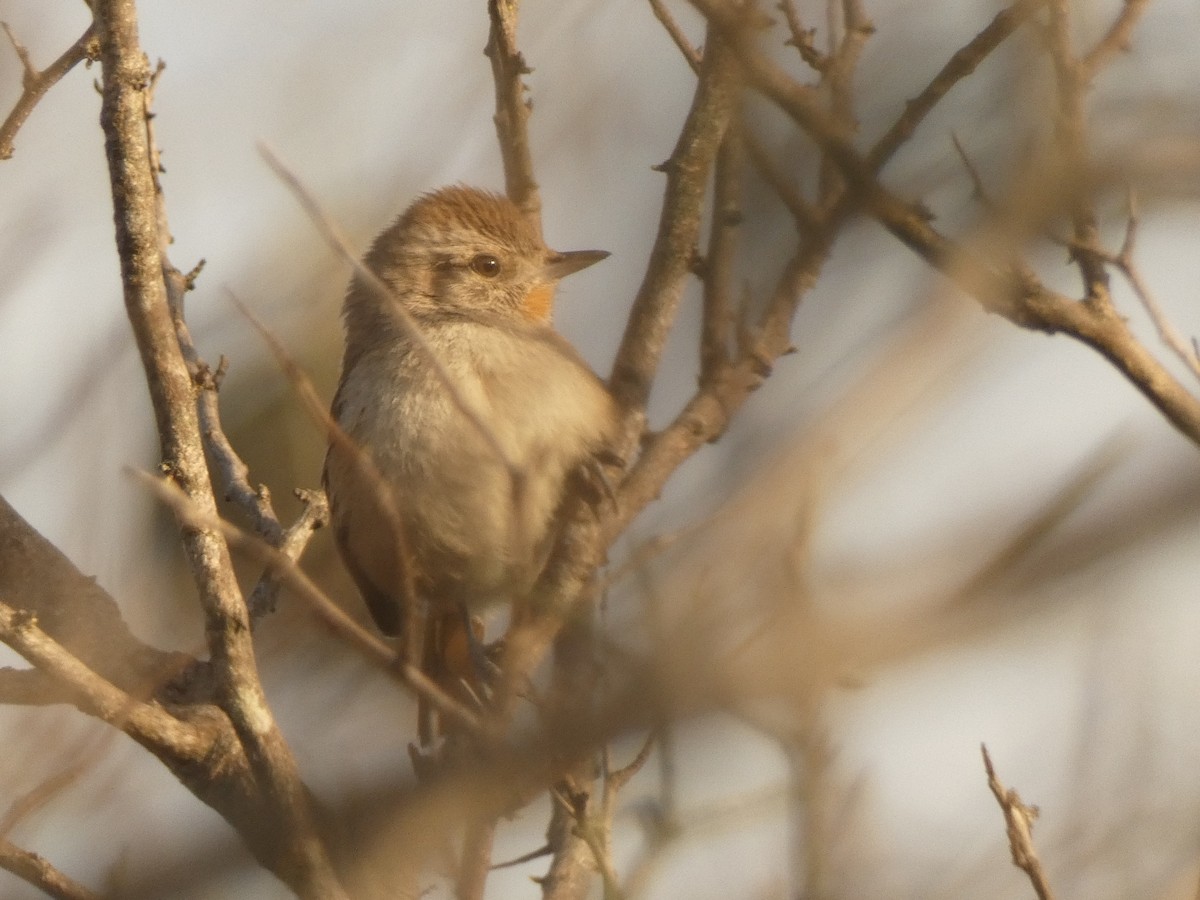 Short-billed Canastero - Ben Costamagna