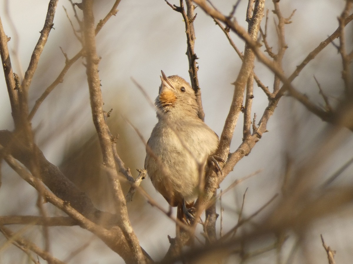 Short-billed Canastero - Ben Costamagna