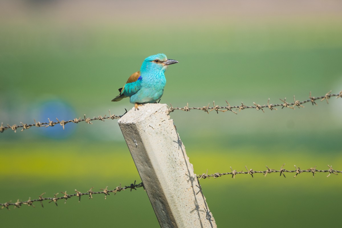 European Roller - ML562569211