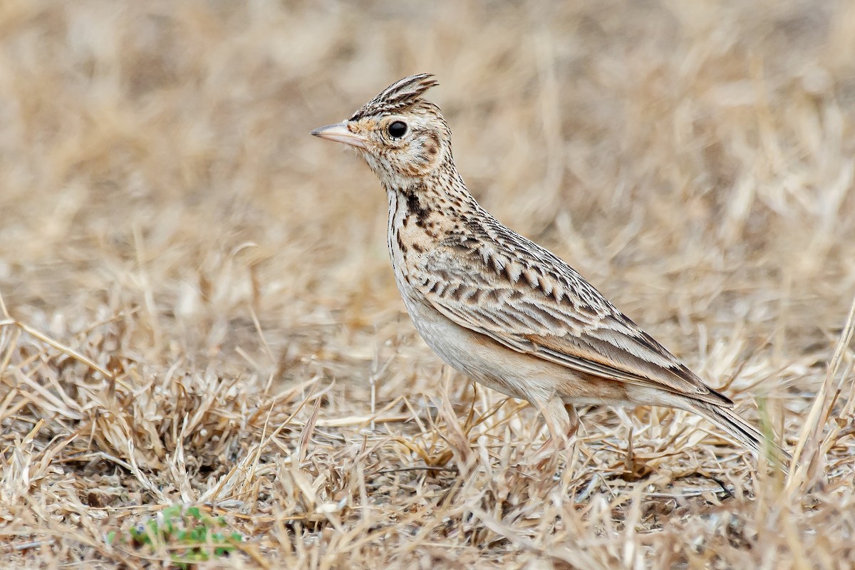 Oriental Skylark - Natthaphat Chotjuckdikul