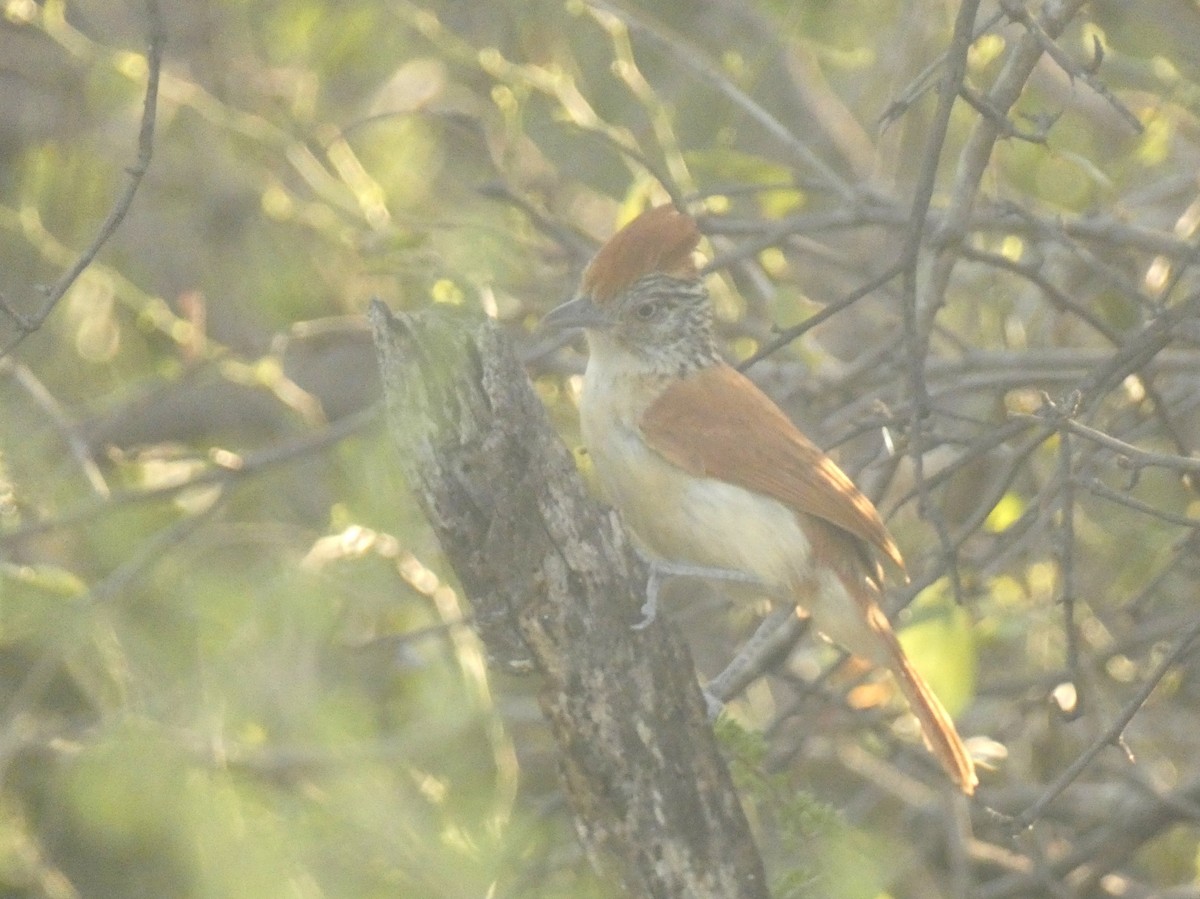 Barred Antshrike - ML562569551