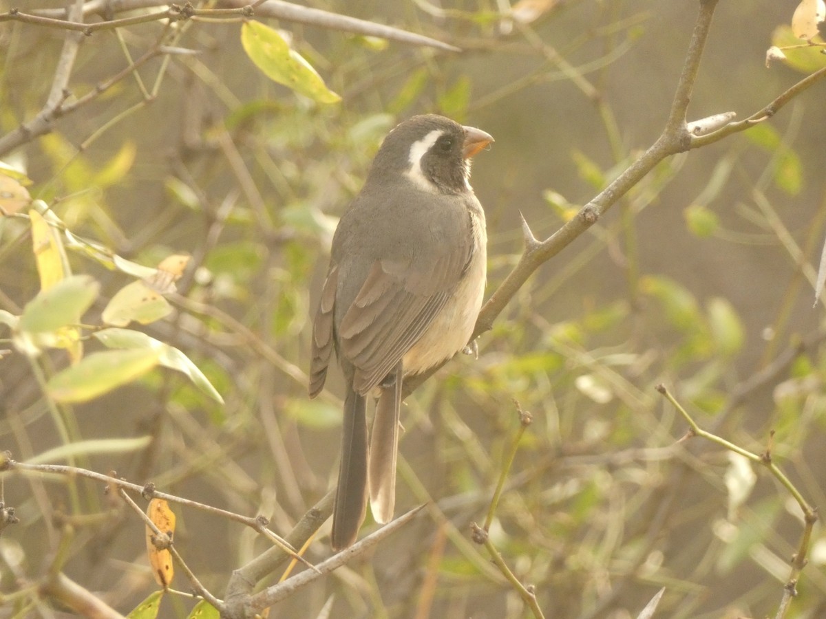 Golden-billed Saltator - ML562569621