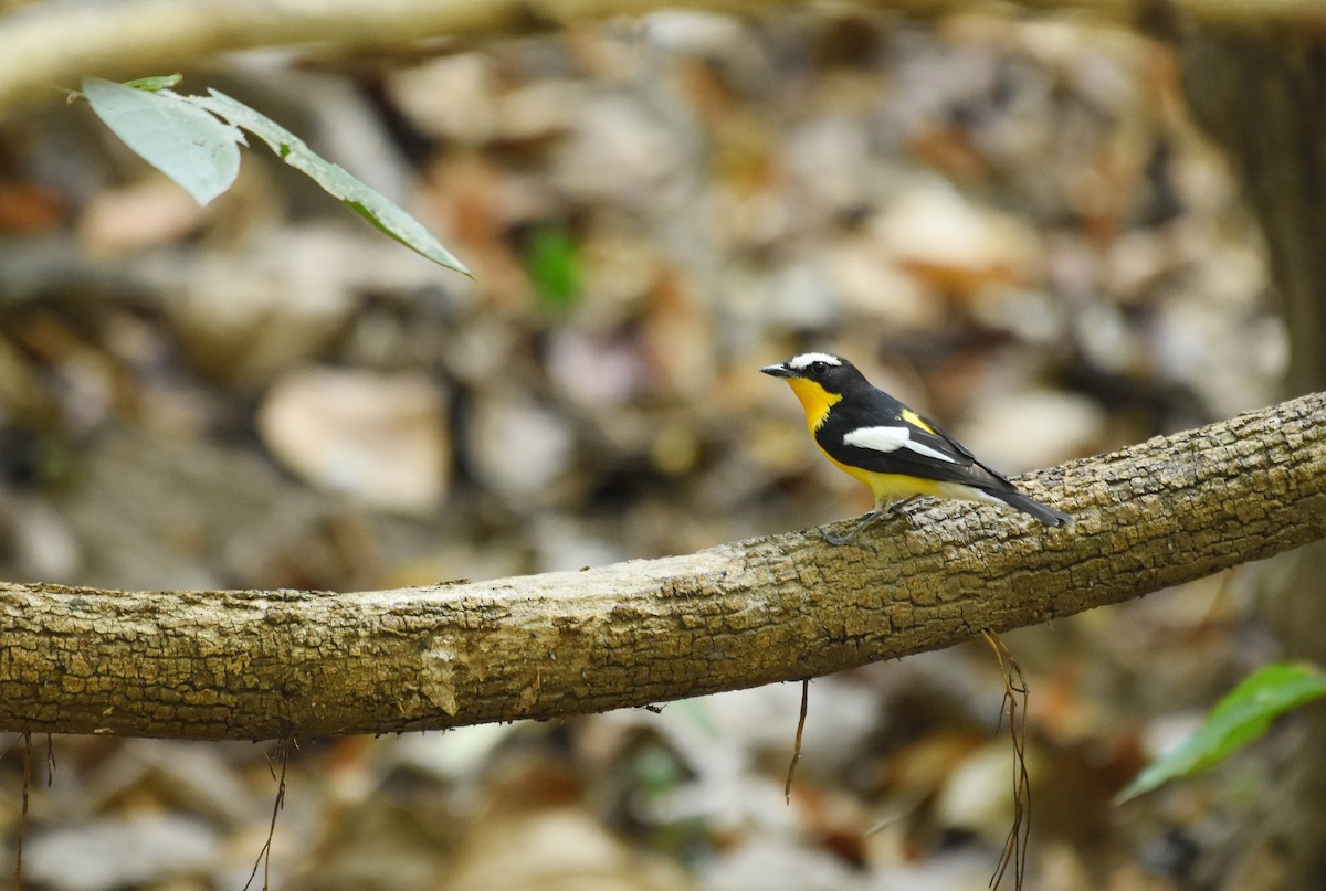 Yellow-rumped Flycatcher - Potchara Jankajonchai