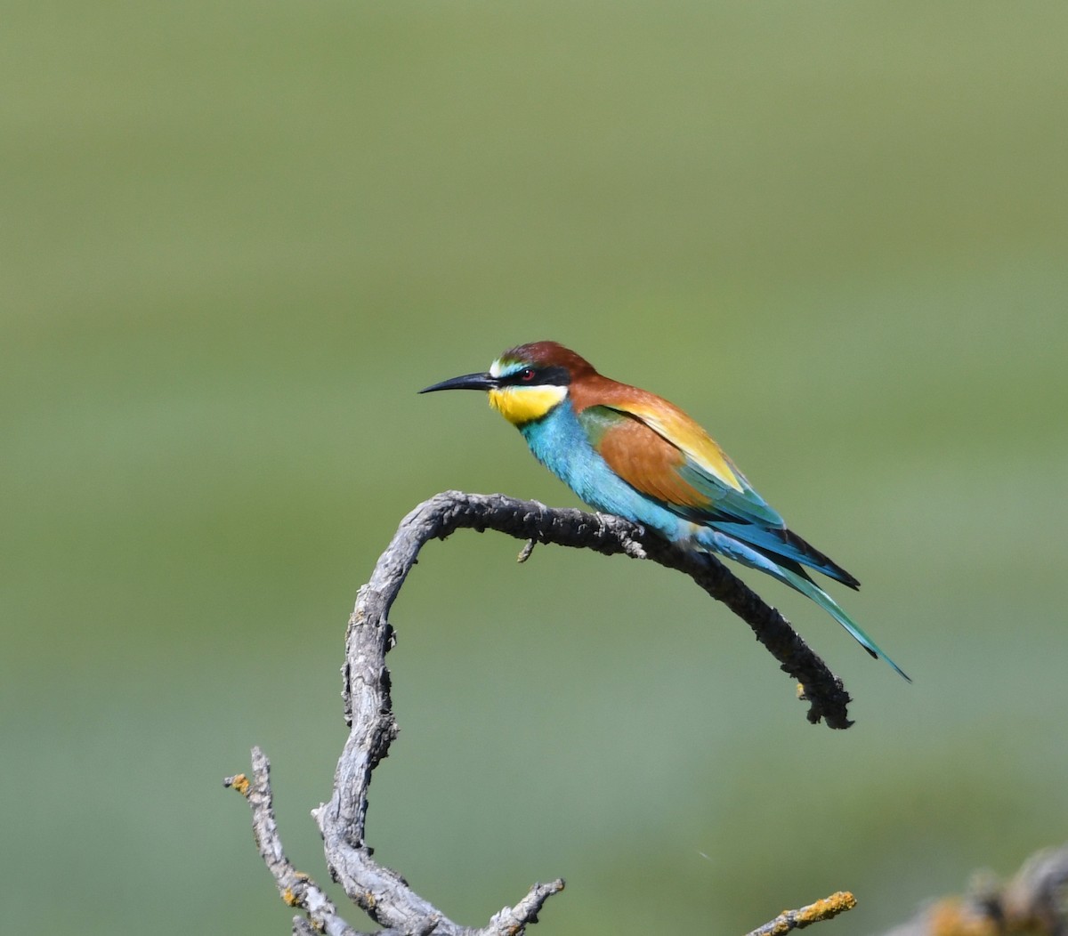 European Bee-eater - ML562569971