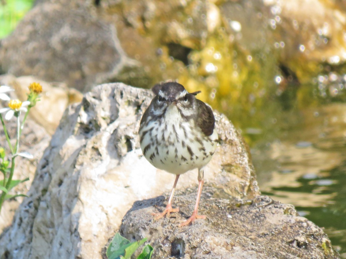 Louisiana Waterthrush - ML562570031