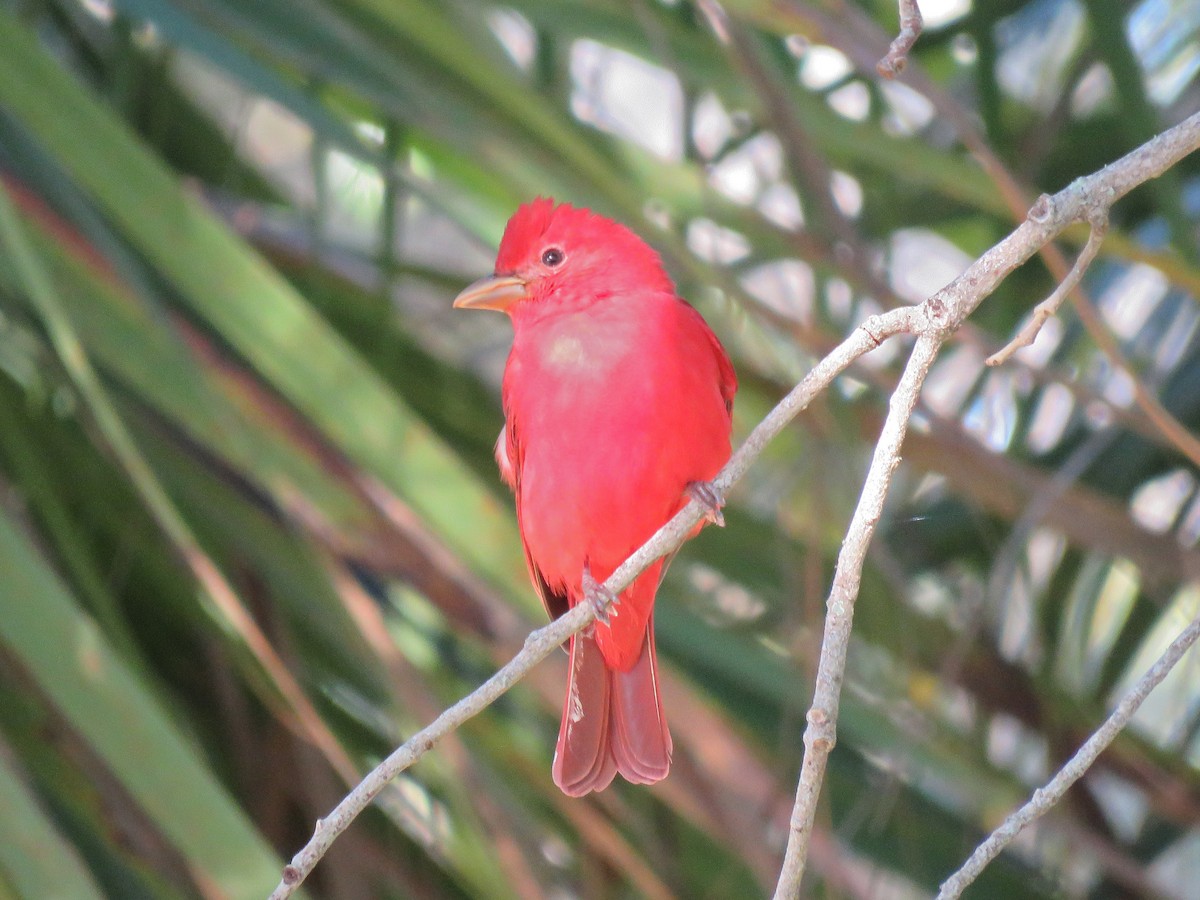 Piranga Roja - ML562570041