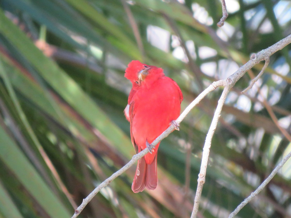 Summer Tanager - Christopher Ferro