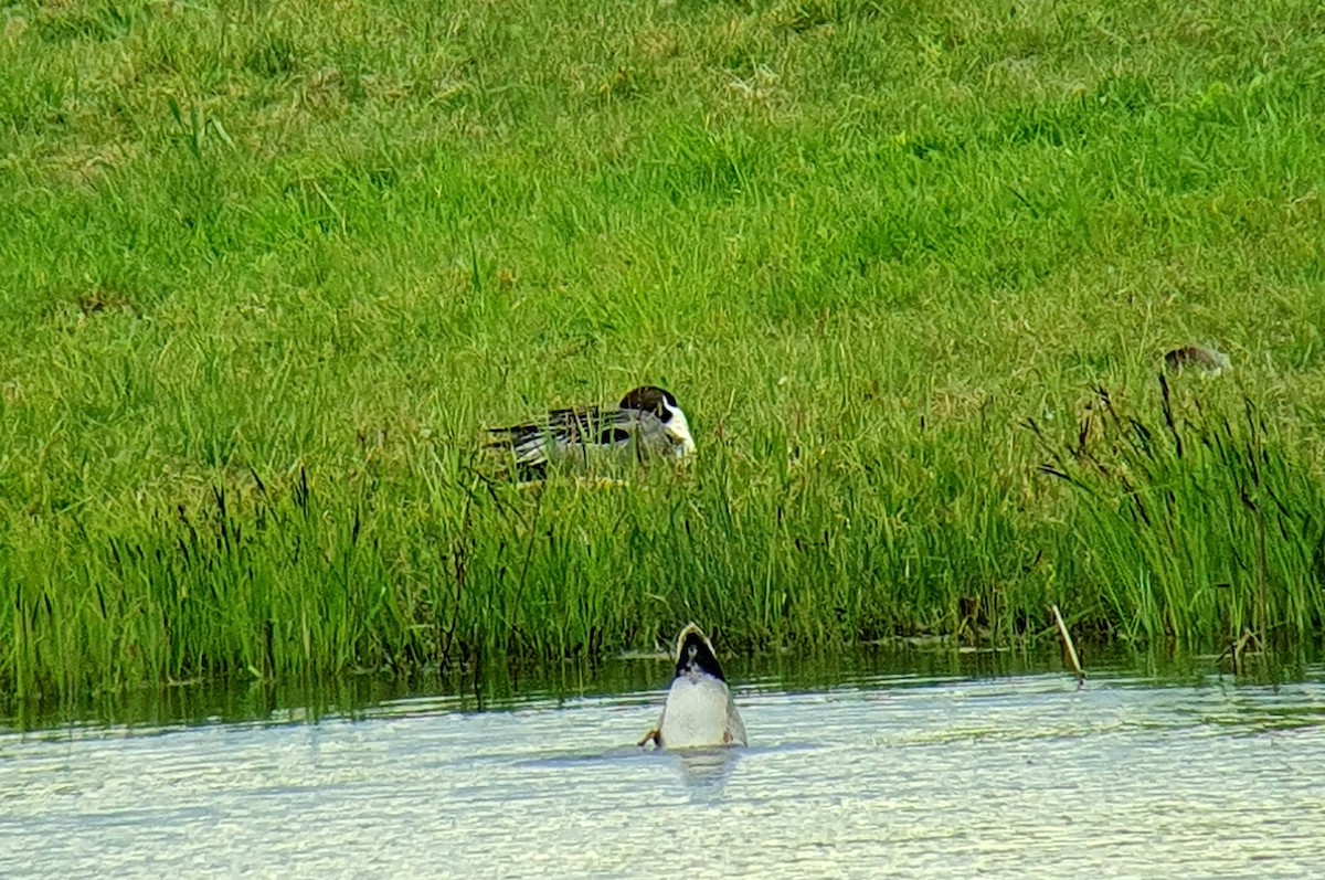 Northern Pintail - ML562570521